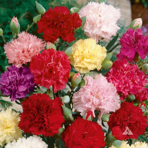 85 Carnation Chabaud Mix (Dianthus caryophyllus) | Crosman Seed Corp