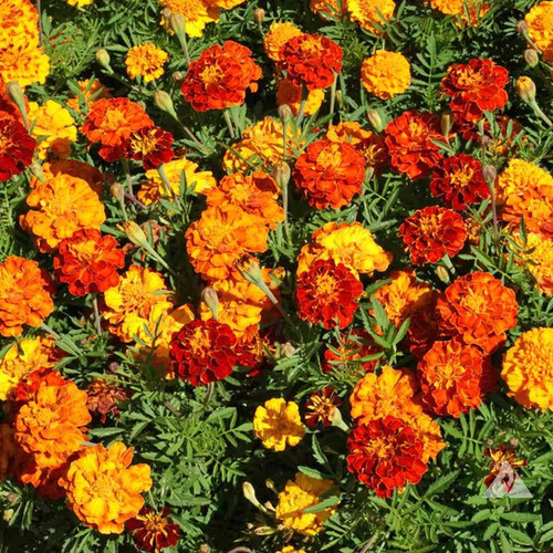 234 Marigold: Sparky Mixed Colors | Crosman Seed Corp