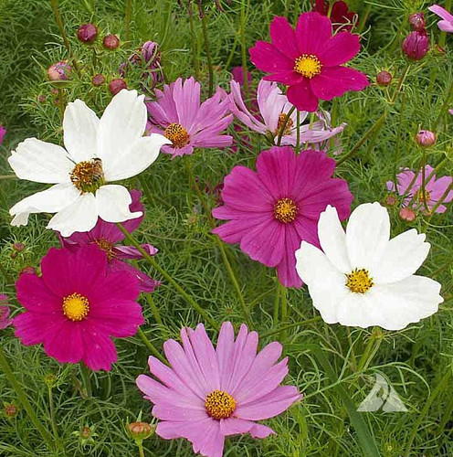 107 Cosmos Sensation Mixed Colors Cosmos bipinnatus | Crosman Seed