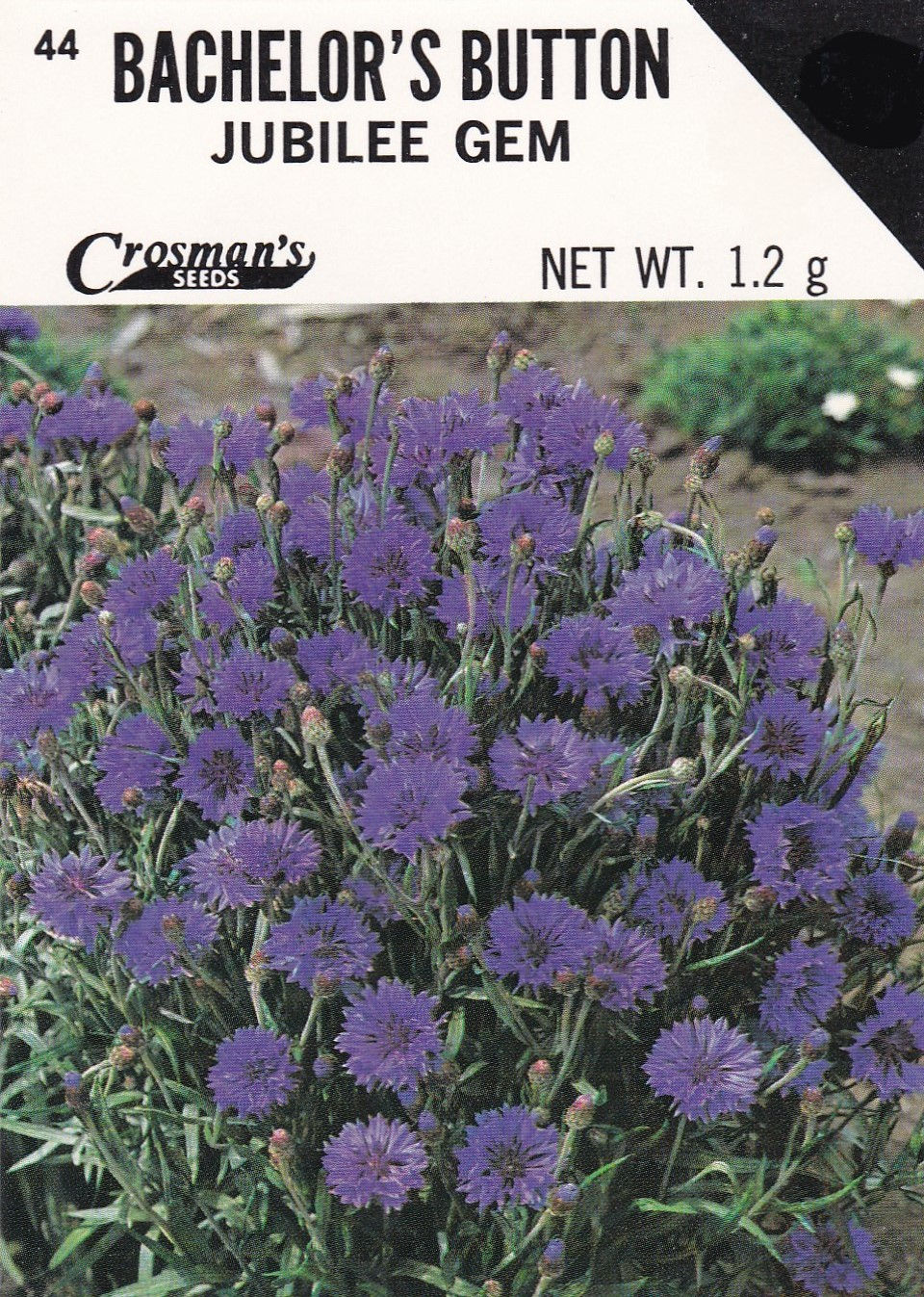 Bachlor's Button Jubilee Gem