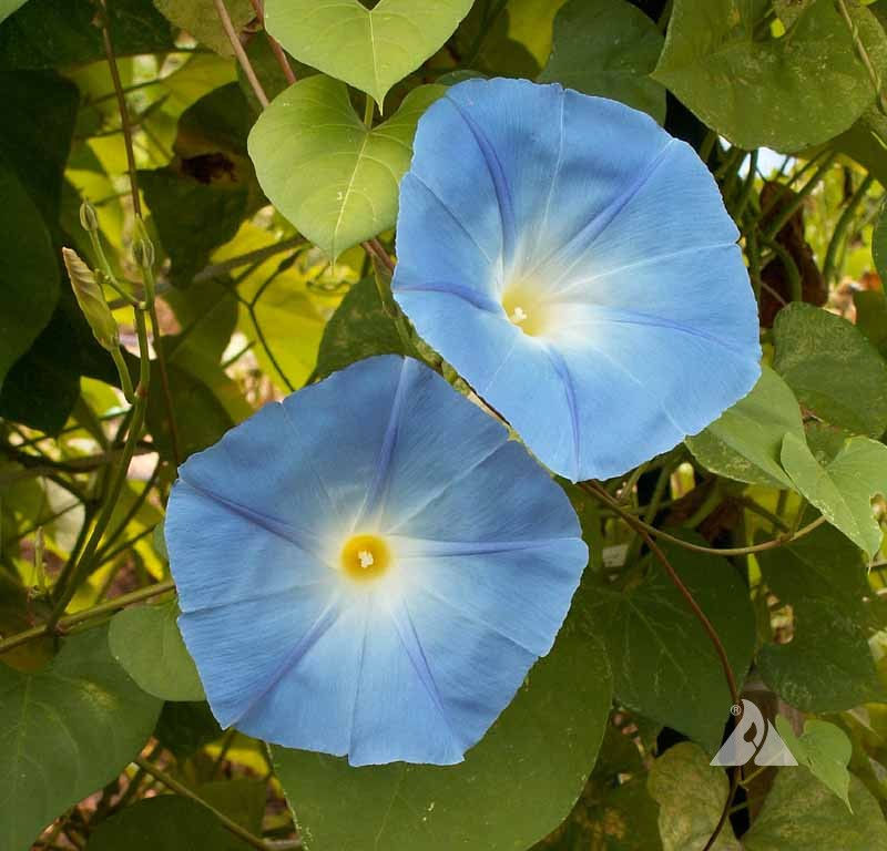 272 Morning Glory: Heavenly Blue