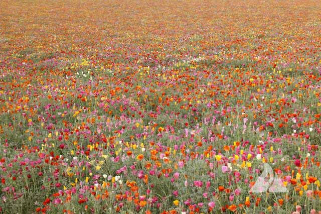 Thumbnail: 389 California Poppy Mission Bells Mixed Colors
