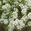 Thumbnail: 4 Alyssum: Carpet of Snow