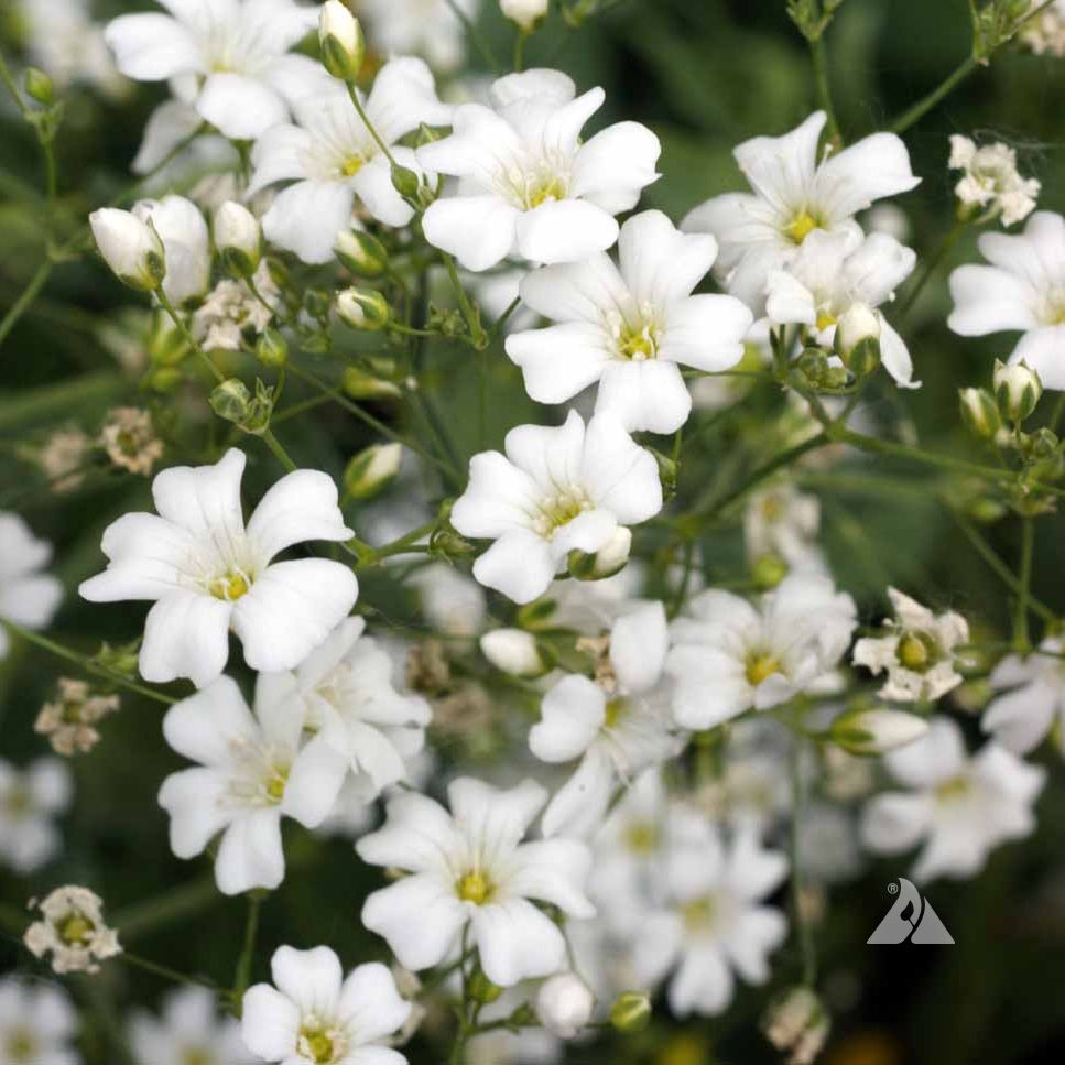 Thumbnail: 41 Baby's Breath Covent Garden Market Annual