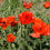 Thumbnail: 396 Oriental Poppy Giant
