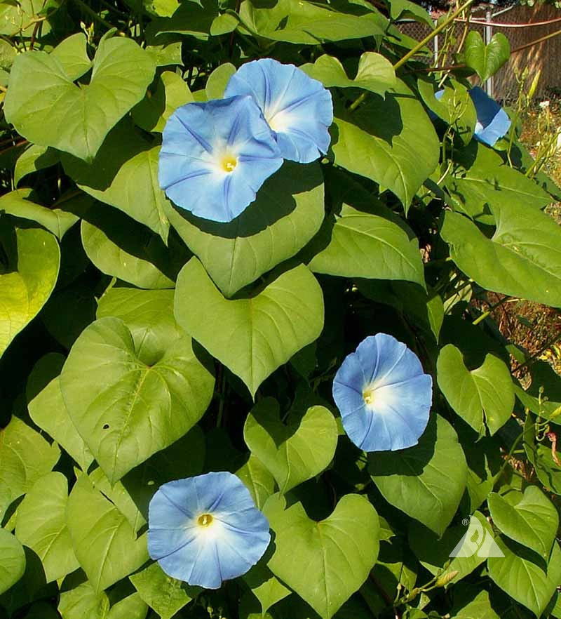 Thumbnail: 272 Morning Glory: Heavenly Blue