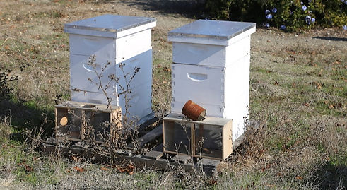 vii-hives.jpg