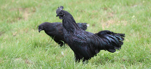 ayam cemani.jpg