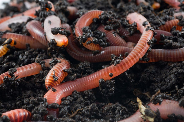 redWorm.jpg