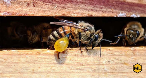 vii-bees.jpg