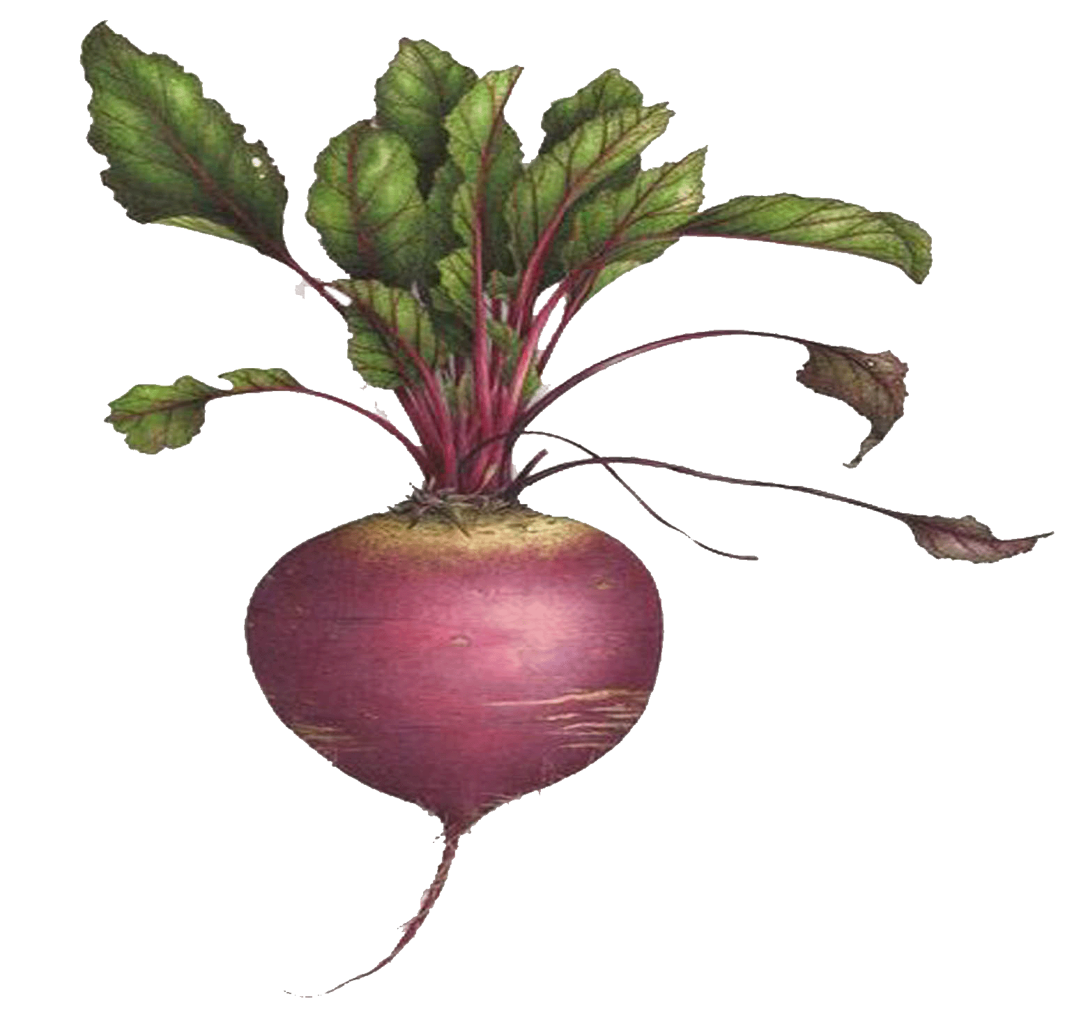 BETTERAVE Plate d'Egypte