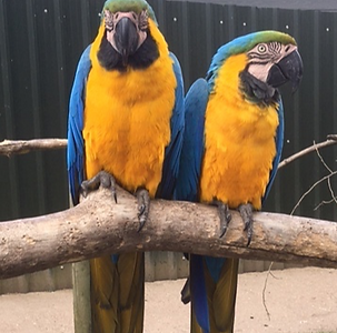 Parrots_edited.png