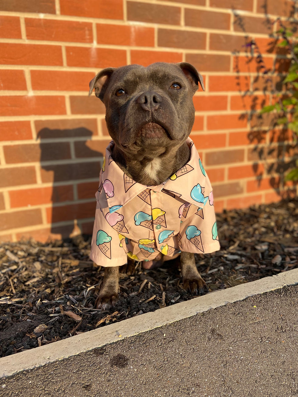 Thumbnail: ‘Scoop Dog’ Ice-cream Dog Shirt