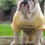 Thumbnail: Gotcha Day Dog Tee