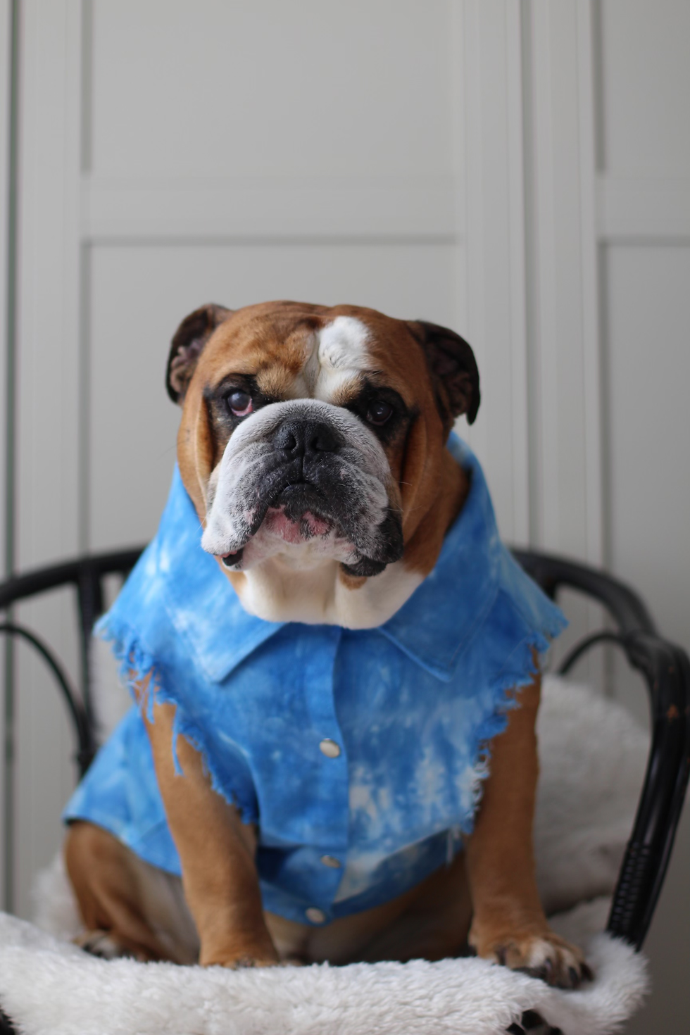 Thumbnail: Blue Tie-dye Dog Denim Jacket