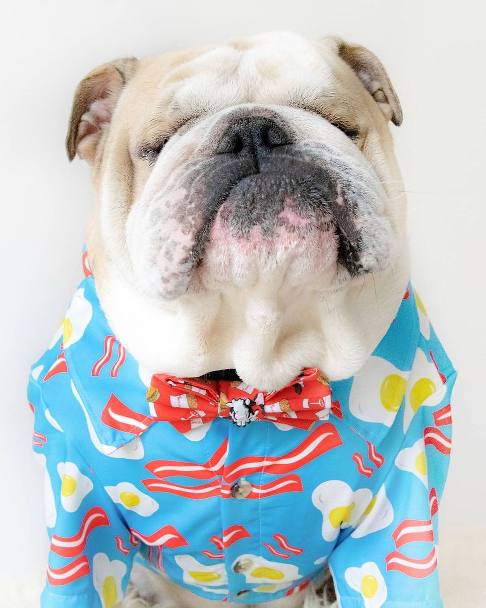Thumbnail: B.A.E Breakfast Dog Shirt