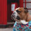 Thumbnail: Yas Queen Royal London Dog Shirt