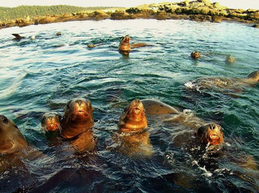 I Fell in Love with a Sea Puppy!