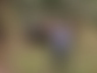 Himno de Palmas: Iniciativa para reconocer el sector palmicultor en Colombia