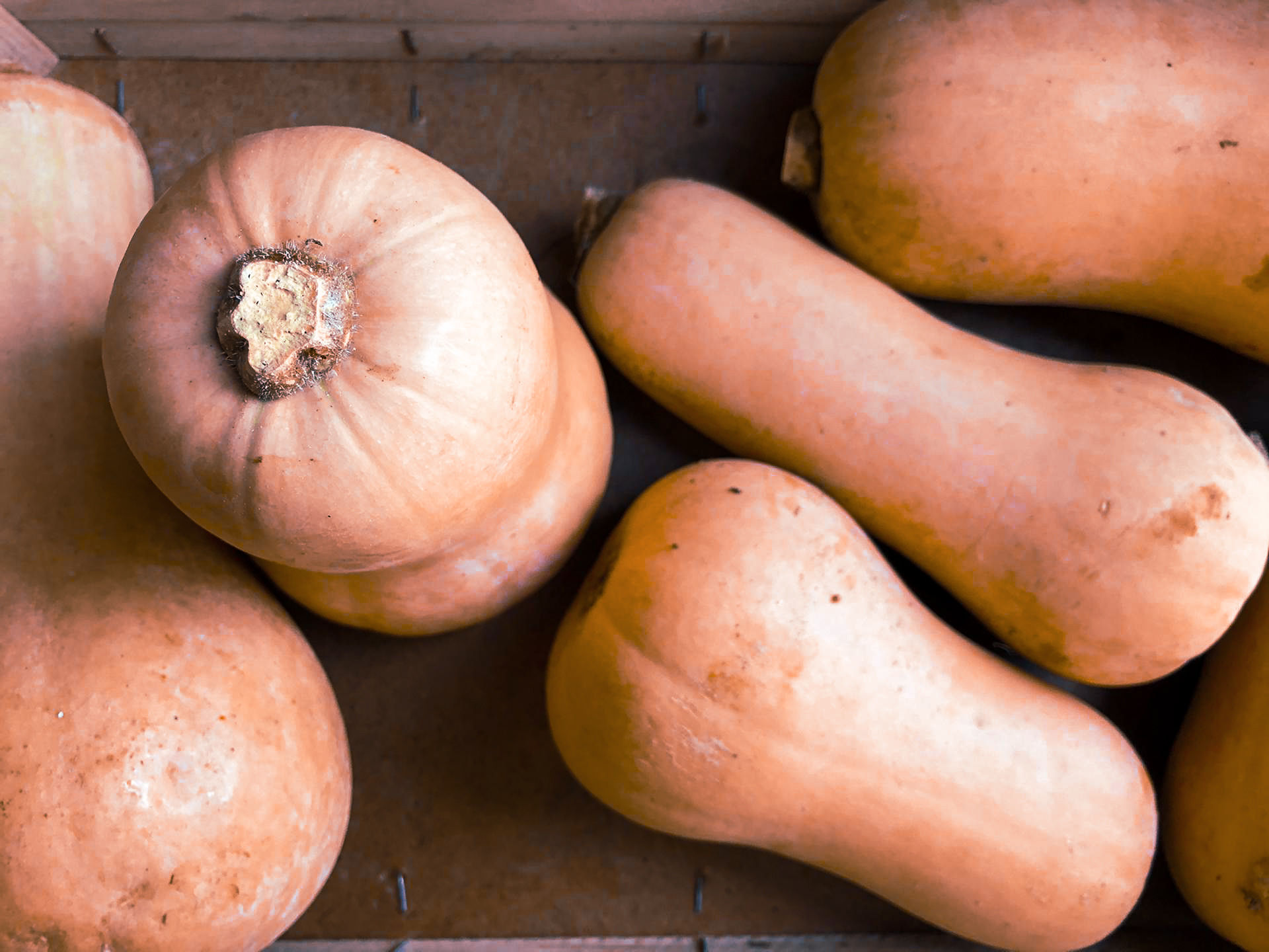 Abóbora Manteiga/ Butternut (Unidade) - 2025