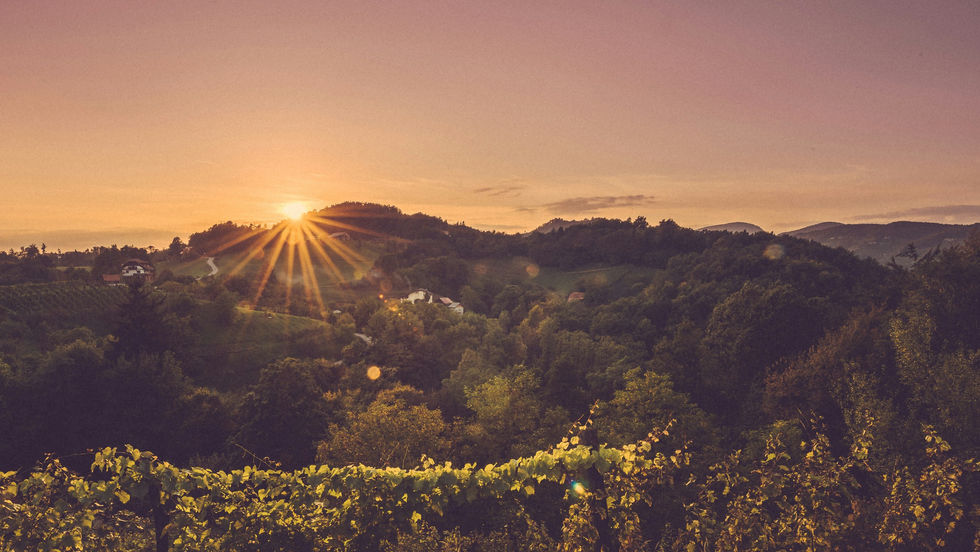 De zon komt op boven een Sloveense wijngaard