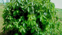 Khasiat Daun Pecah Beling