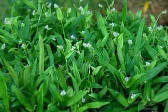 BUNGA RUMPUT SITI KHADIJAH / RUMPUT CINA/BEIJING