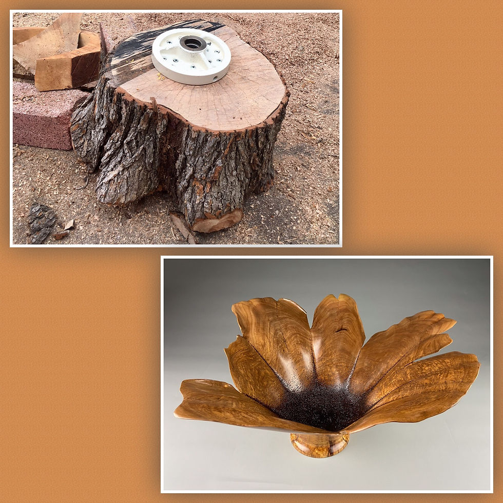 Thumbnail: Cedar Elm Flowering Vase (16" diameter, 7" tall)