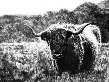 Highland Cow 30x40.jpg