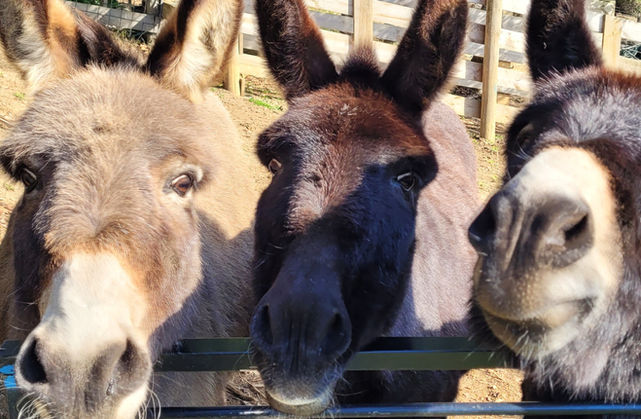 Cheeky miniature Donkeys