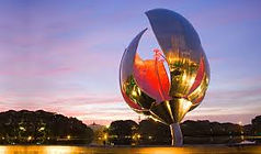 Floralis generica.jpg