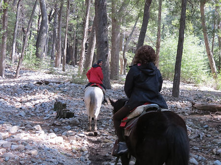 Passeio a cavalo pela floresta andina.