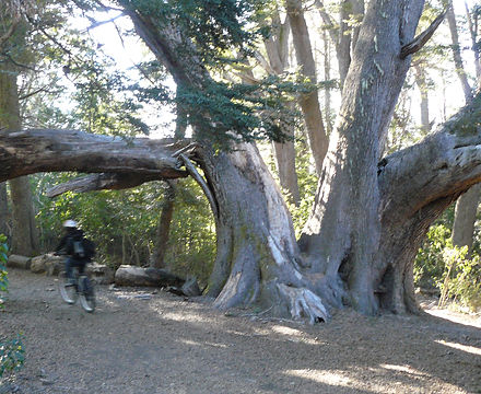 Passeio de bicicleta na Peninsula de Quetrihue.