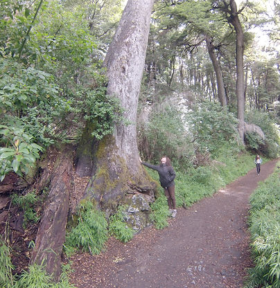 Trilha pelo Parque Municipal Llao-Llao, Puerto Pañuelo.
