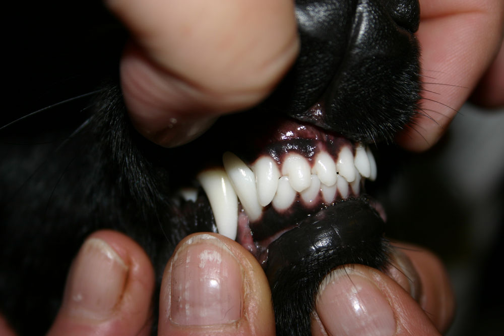 Zahnverletzungen beim Hund erkennen und behandeln