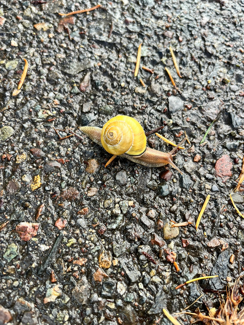 snail man