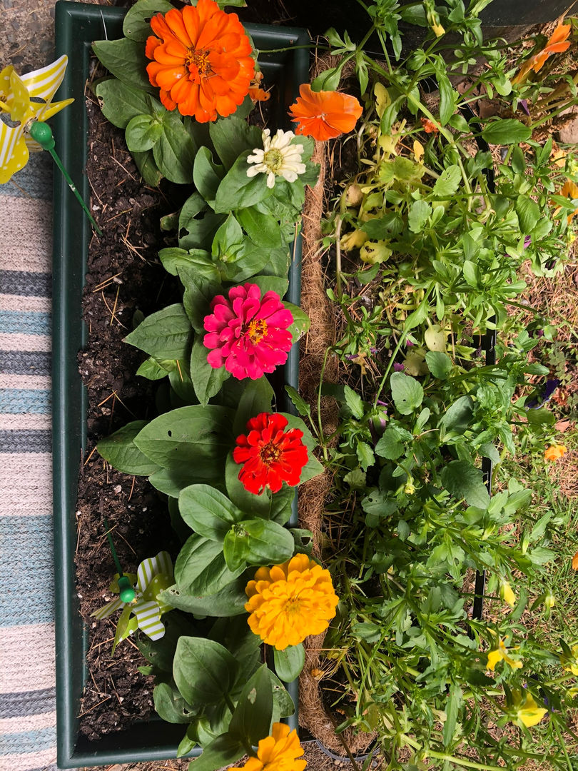 homegrown zinnias