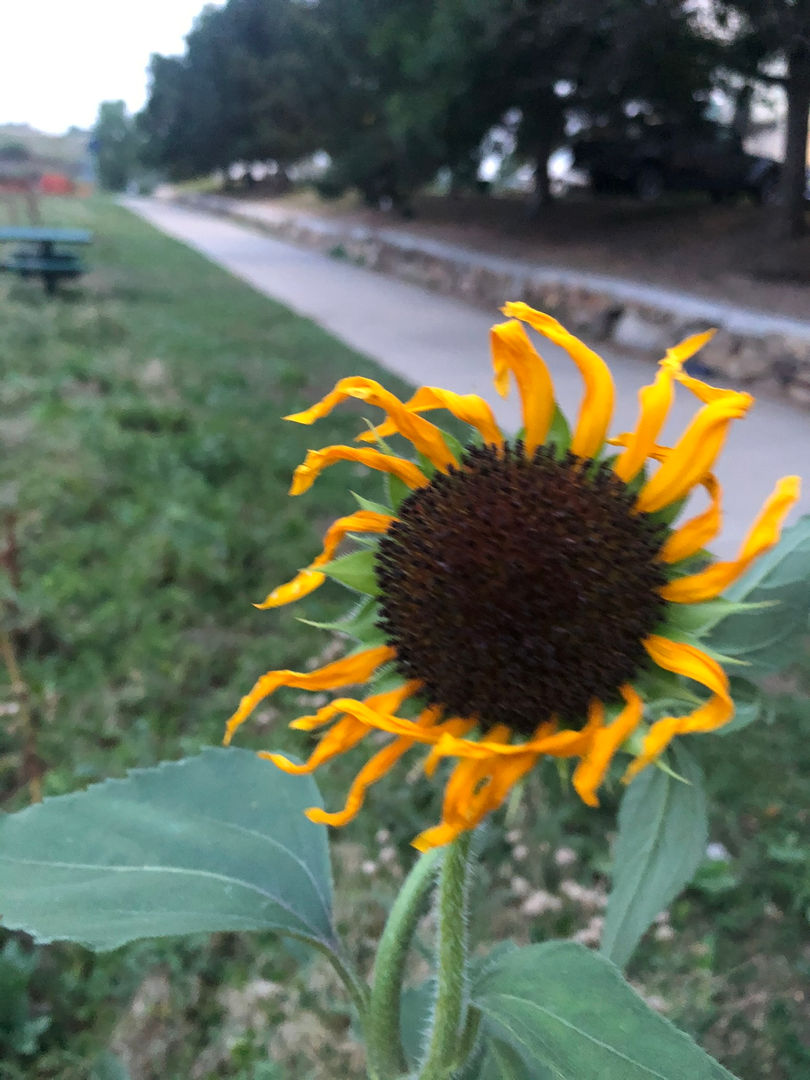 shine bright like a sunflower