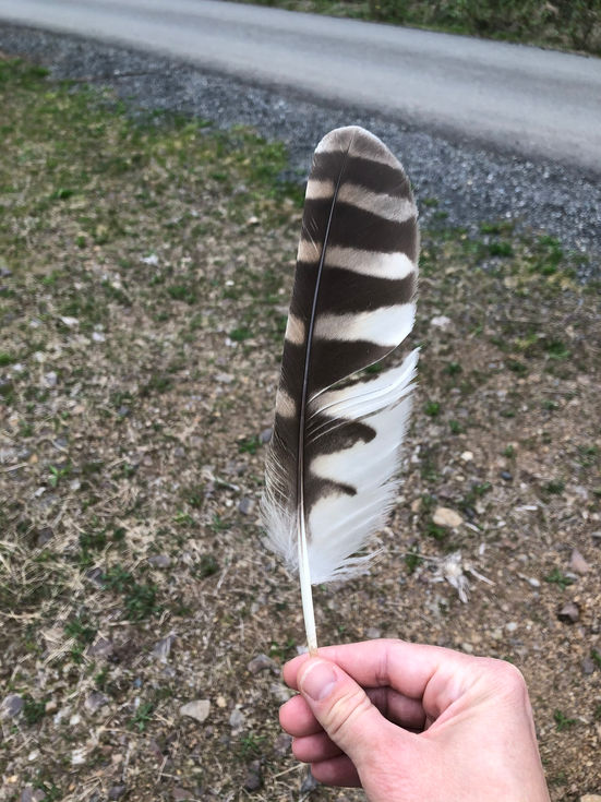 owl feather