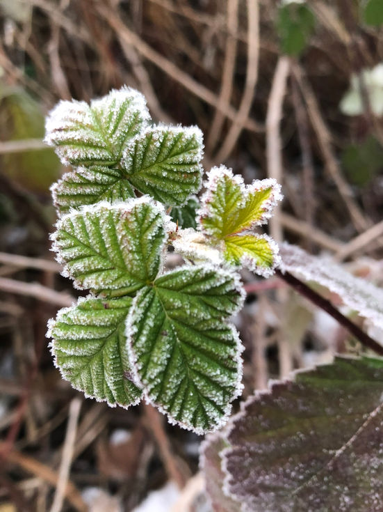 frosty brambles