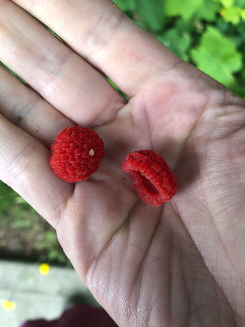 thimbleberries, a PNW treat!