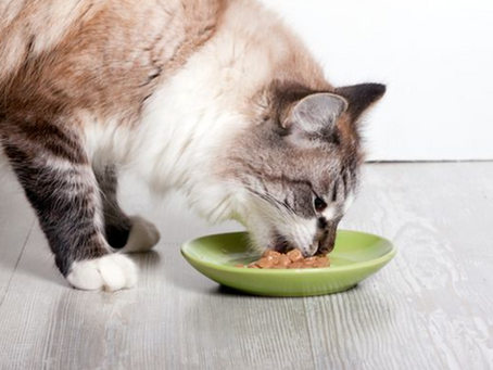 Tips for a Stress-Free Vacation: Choosing the Best Local Cat Sitter in Surrey