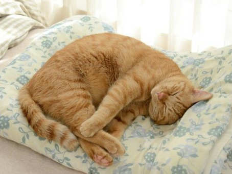 DBS Checked and Insured: Your Search for a Local Cat Sitter in By Fleet Ends Here