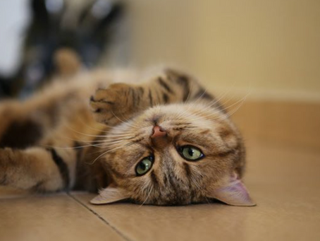 Are There Reliable Cat-Sitting Services That Don't Charge Extra for Holidays?