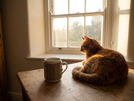 Do Cat Sitters Provide Daily Updates and Companionship in Surrey