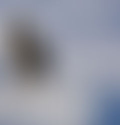 Cheers to Cornish Pasties and Cold Paws