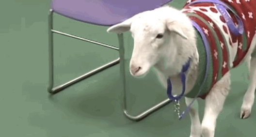 sheep sweater.gif