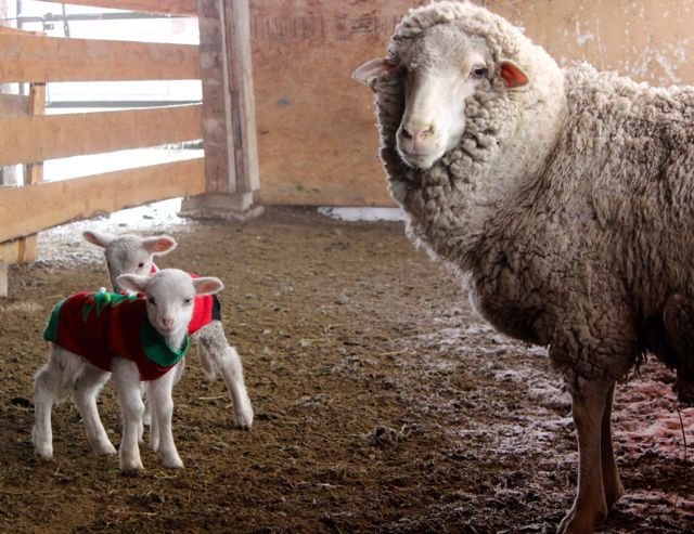 sheep outtake.jpg