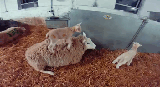 sheep 1.gif