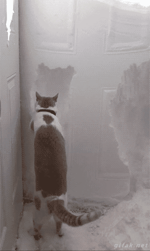 cat snow.gif